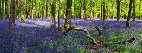 Bluebells In Crawley Wood Ashridge Forest Uk The Flowering English