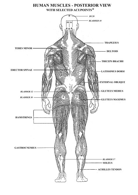 Muscular System Diagram Posterior View Diagram Media Images And