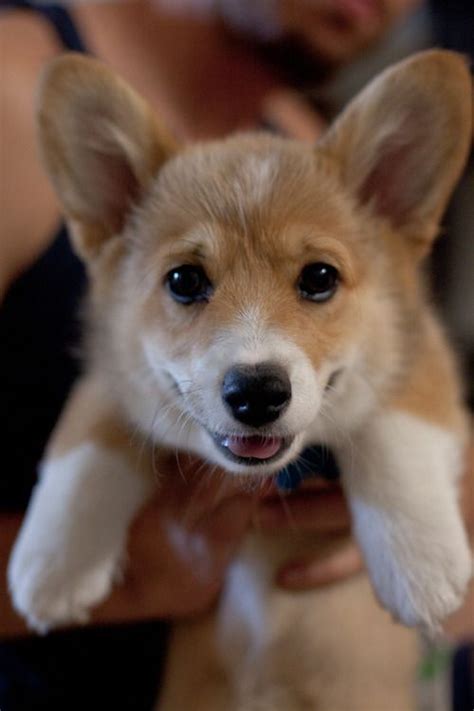 But in 1933 king george vi (then duke of windsor) gave the princess elizabeth a pembroke welsh corgi puppy, triggering an explosion in the breed's popularity, which continues to this day. Image result for mini corgi puppies for sale | Corgi ...