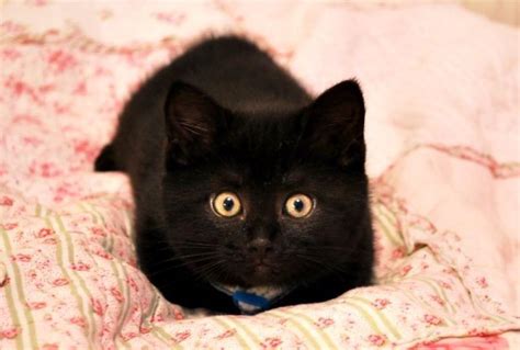 Kiwi The Little Fuzzy Black Baby Love Meow