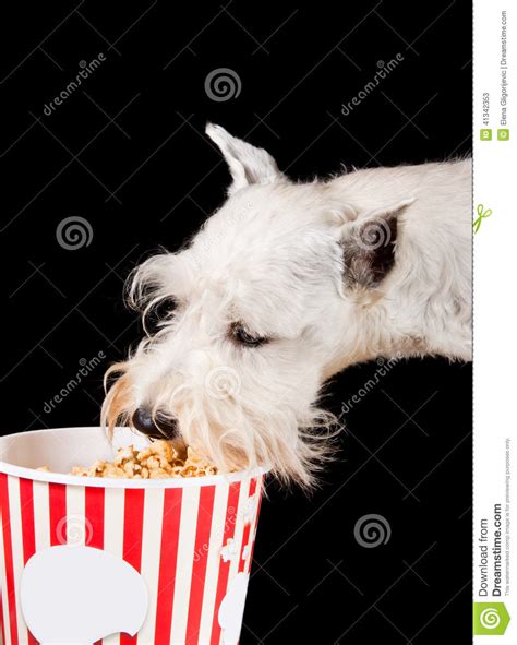 Dog Eating Popcorn Stock Image Image Of Portrait Container 41342353