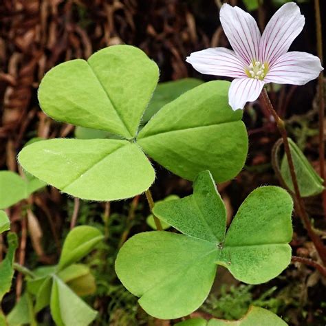 Oxalis Oregana 10000 Things Of The Pacific Northwest
