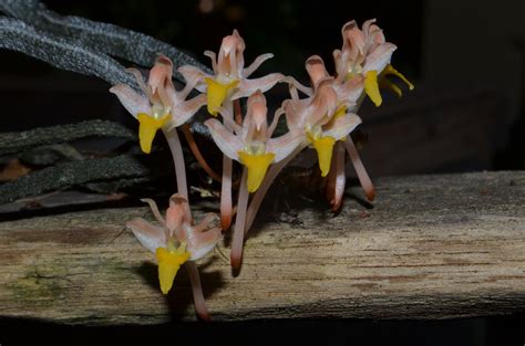 garden scientists describe rare new species of leafless orchid discover share