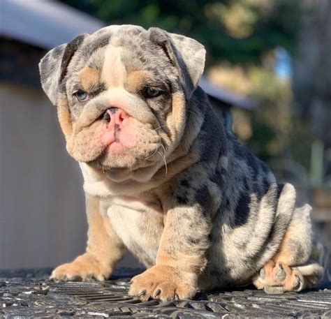 Dogs · 10 years ago. English Bulldogs For Sale Near Me - english bulldog for sale