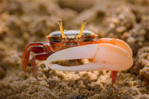However, it may have something to do with the maintenance involved in keeping a musical instrument in fit condition. The Complete Fiddler Crab Care Guide: Tank, Food, Facts ...