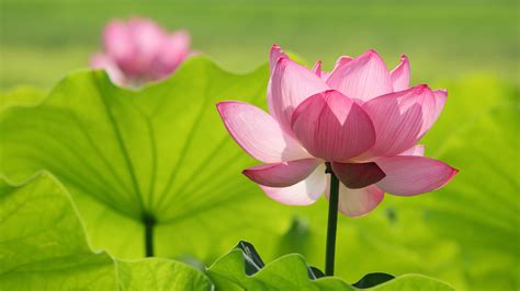 Hd Wallpaper With Pink Lotus Flower In Green Background