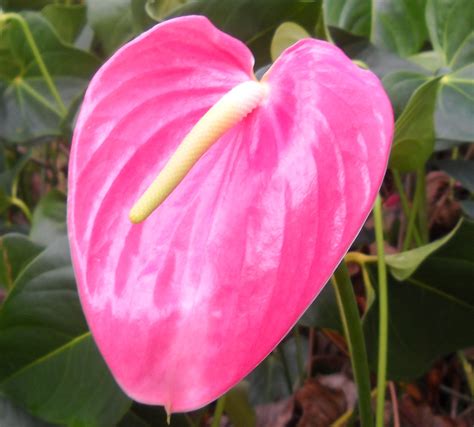 Buy Anthurium Pink Plant Free Pot Plantslive