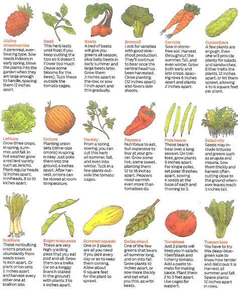 Easy To Grow Garden Vegetables Gardenpicdesign