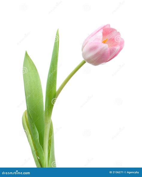 Single Tulip Stock Image Image Of Leaves Colored Floral 2136271