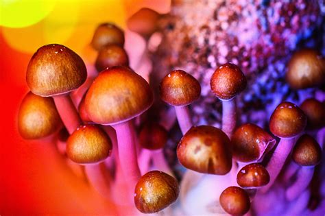 Hallucinogenic Mushrooms Could Magically Cure Depression