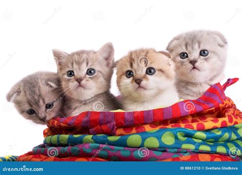 Kittens Sit In A Bag Stock Photo Image Of Scottish Pets 8861210