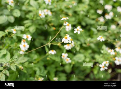 Landscape Of Small White Flower Background Stock Photo Alamy