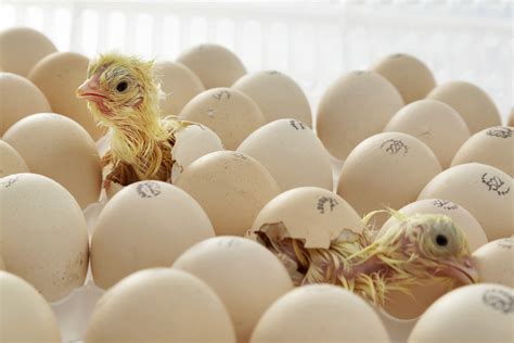 The Beautiful Mystery Of Hatching Poultry World