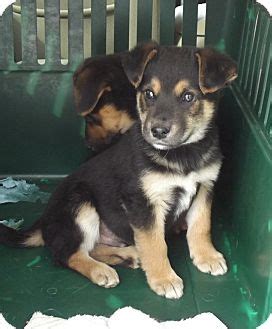 View available puppies and dogs. Morgantown, WV - German Shepherd Dog. Meet Bert a Pet for ...
