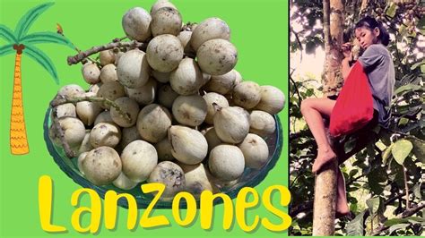 Harvesting Lanzones In Midsalip Zamboanga Del Sur Youtube