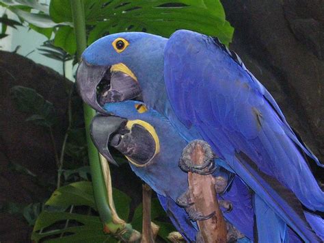 Cute Wildlife Hyacinth Macaw