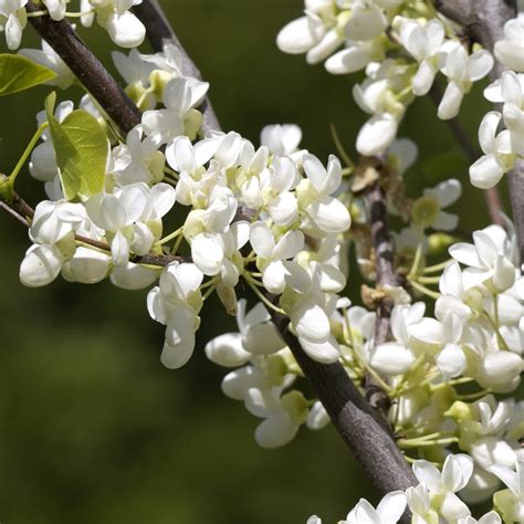 Cercis Canadensis Royal White Gainier Du Canada à Floraison Blanche
