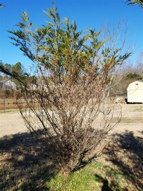 Leyland Cypress Dead Branches At Bottom Walter Reeves The Georgia