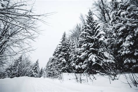Road Carpathian Mountains Covered Snow Spruces — Stock Photo
