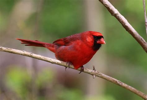 Northern Cardinal Cardinalis Cardinalis 22 Apr 2017 Pa Al Flickr