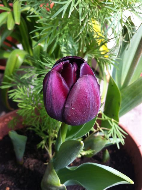 Lavanda & Rose: Il tulipano nero