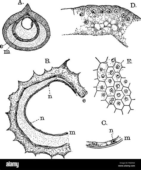 The Structure And Development Of Mosses And Ferns Archegoniatae