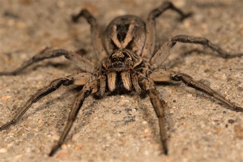 Hairy Wolf Spiders Live Up To Their Name