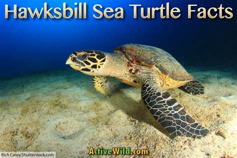 Seriously 31 Facts About Hawksbill Turtle Habitat Facts It Is Mostly