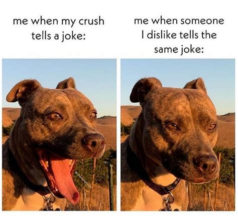 The 15 Funniest Pitbull Memes Of The Week Petpress Pitbulls Funny