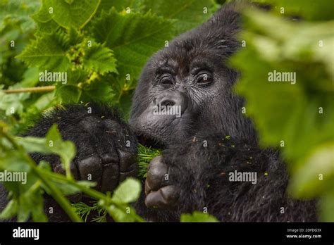 Guhonda Silverback Gorilla Full Size Photograph In Virunga National