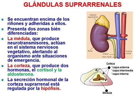 Glándulas suprarrenales qué son Anatomía función fisiología y