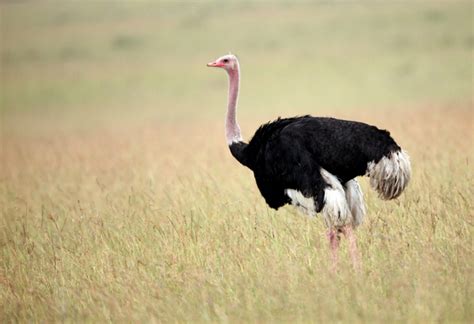 Ostrich Facts The Worlds Largest Bird Live Science