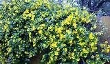 Pictures of Yellow Flowering Shrub