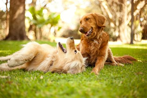 Dogs Playing Stock Photo Download Image Now Istock