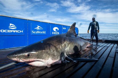 651 Pound Great White Shark Pinged In Waters Of Nova Scotia Halifax