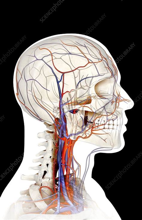 The Blood Vessels Of The Neck And Face Stock Image C0082671