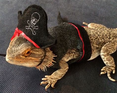 Felt Pirate Costume For Bearded Dragons Hat And Vest Now 2 Colors By
