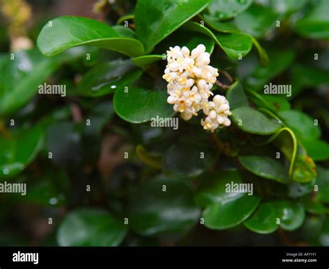 Curly Leaf Ligustrum Ligustrum Japonicum Rotundifolium Stock Photo Alamy
