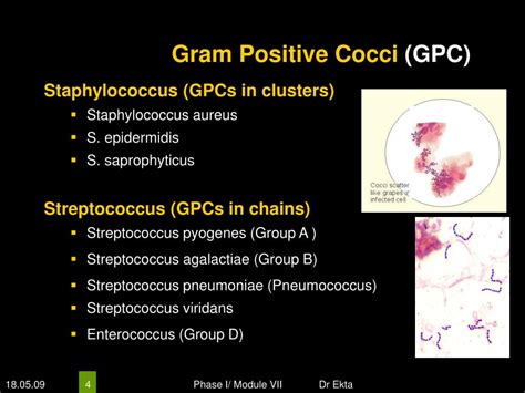 Ppt Medically Important Bacteria Gram Positive Cocci Powerpoint