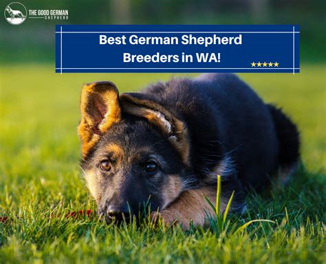 7 Best German Shepherd Breeders In Wa 2023 The Good German Shepherd