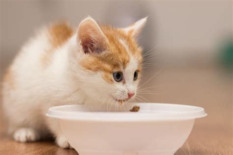When Do Kittens Start Eating Food And Drinking Water On Their Own