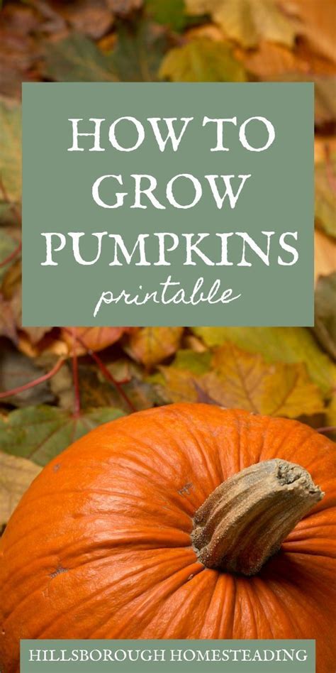 Everything You Need To Know To Grow Pumpkins Growing Pumpkins Gardening For Beginners Grow