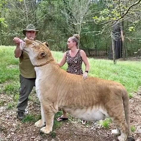 Worlds Largest Cat Over 900 Lbs And 115 Ft Tall What About The