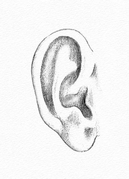 Learn How To Draw Drawing The Ear