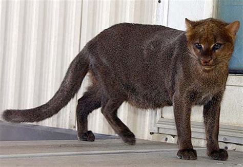 Several years ago in bee county, bill dugat took an interest in other smaller cats are also reported with regularity in bee county. Australian Big Cats: Mystery Black "panther"sightings in ...