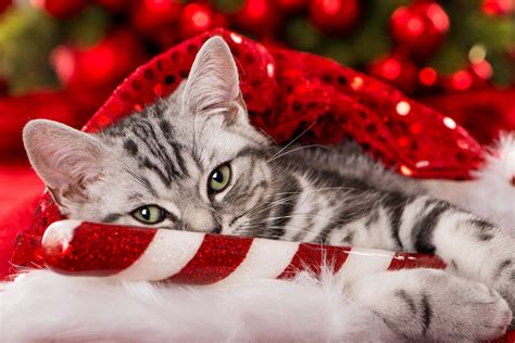 100 Best Cat Ts That Are Purr Fect For Christmas Flipboard