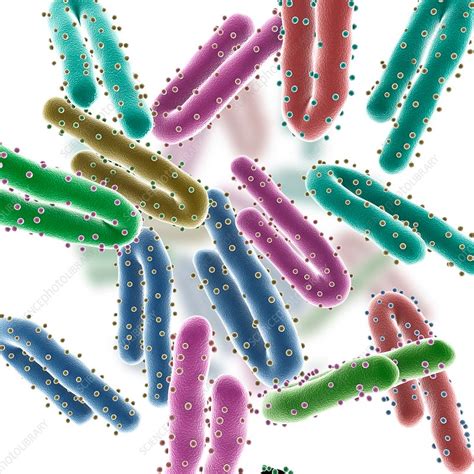 Jul 02, 2021 · las personas que sobreviven a la enfermedad del ébola son inmunes al virus durante 10 años o más. Marburg virus particles, illustration - Stock Image - F019 ...
