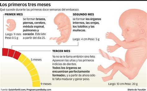 Infograf A Y Dise O Desarrollo Embrionario