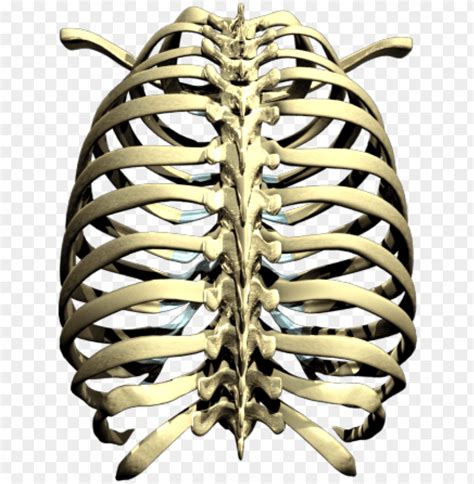 Rib Cage Png Picture Rib Cage Png Transparent With Clear Background Id Toppng