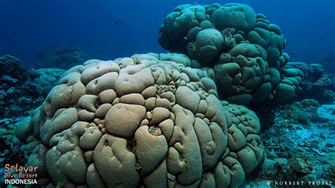 Coral Reef Indonesia Selayar Dive Resort